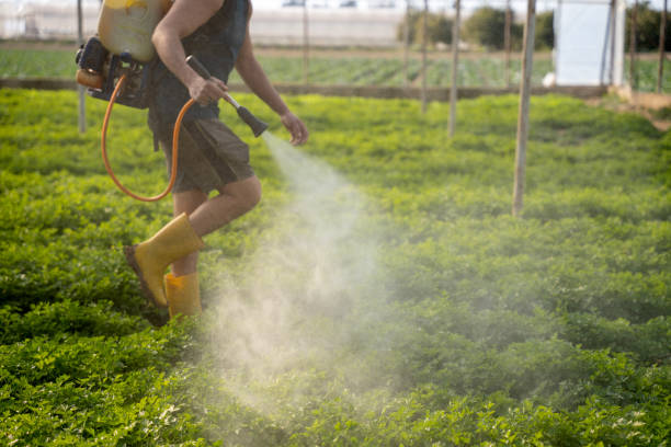 Best Local Pest Control Services  in Bayville, NY