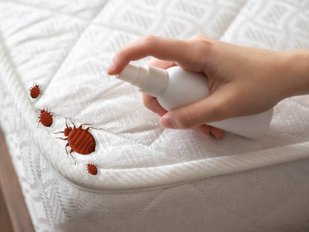 Best Local Pest Control Services  in Bayville, NY