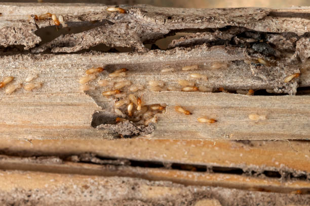 Best Exterminator Services  in Bayville, NY